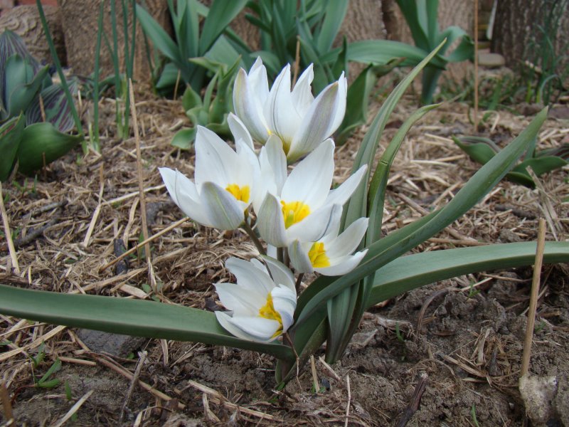 Tulipa Wild цветок