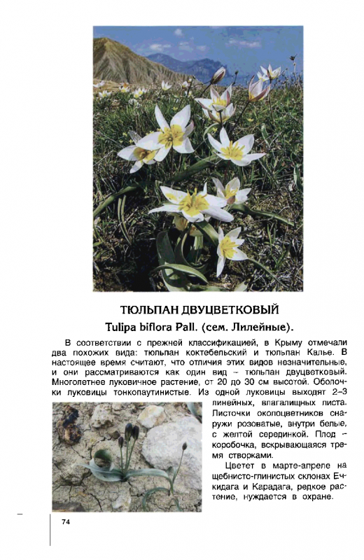 Тюльпан раскрытый поникающий