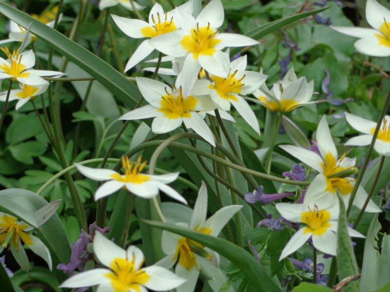 Tulipa biflora Плантариум