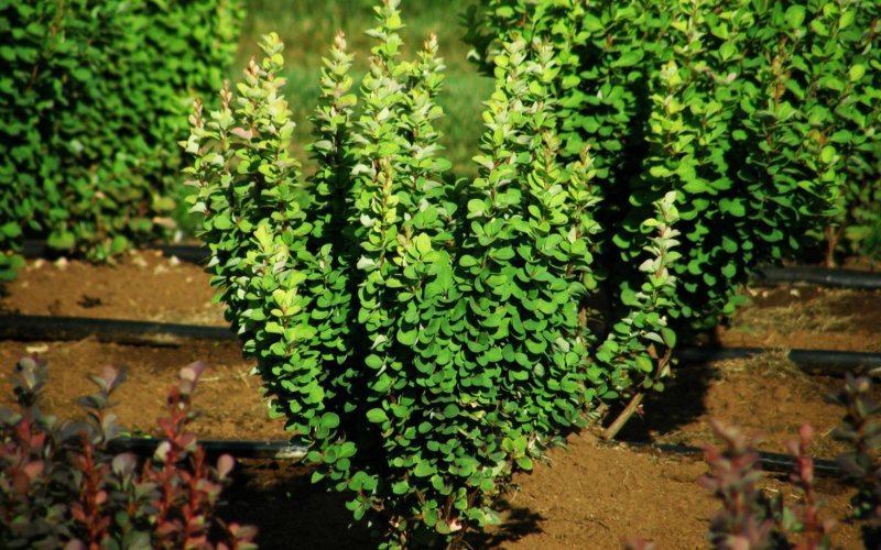 Барбарис Тунберга Berberis thunbergii erecta