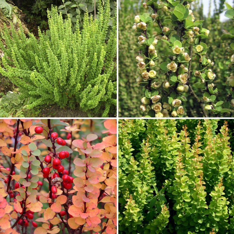 Berberis thunbergii куст