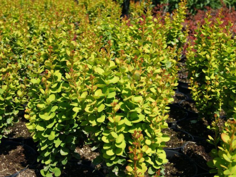 Барбарис Тунберга Atropurpurea