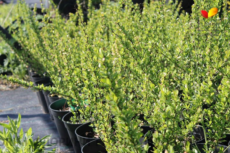 Барбарис Тунберга Berberis thunbergii erecta
