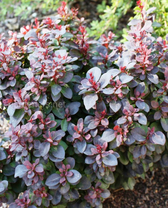 Барбарис Тунберга (Berberis thunbergii `Maria`)