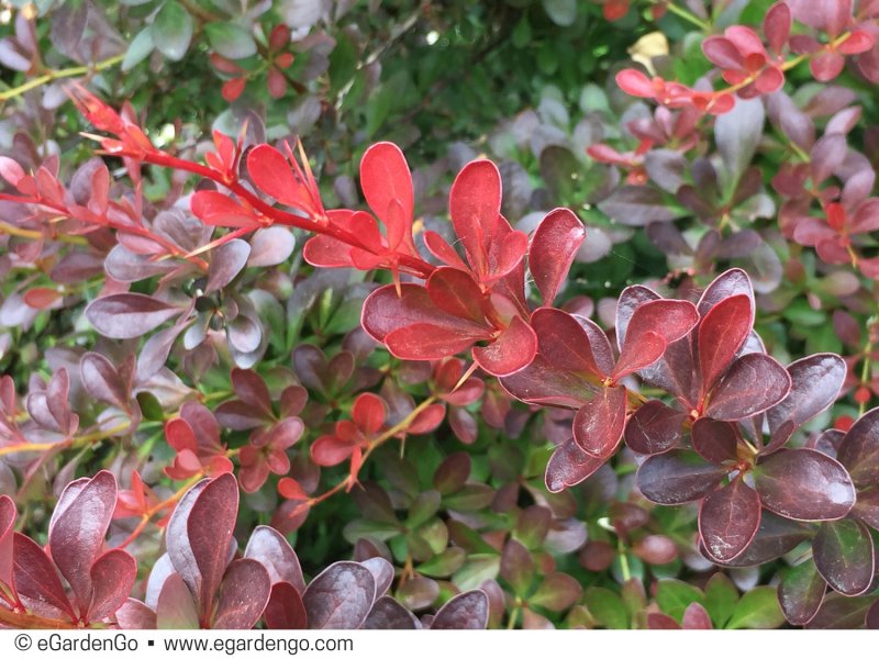 Барбарис Тунберга (Berberis thunbergii)