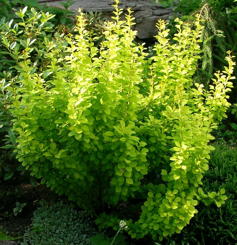 Барбарис Тунберга (Berberis thunbergii)