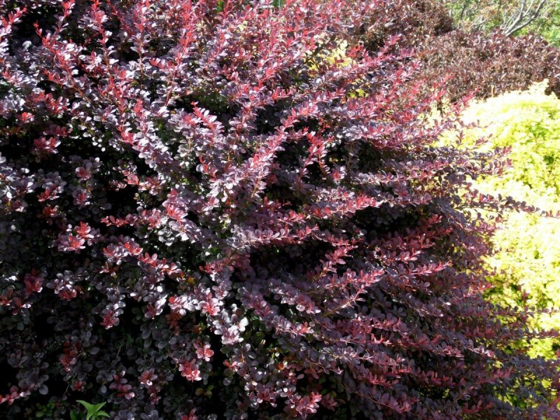Барбарис Тунберга (Berberis thunbergii)