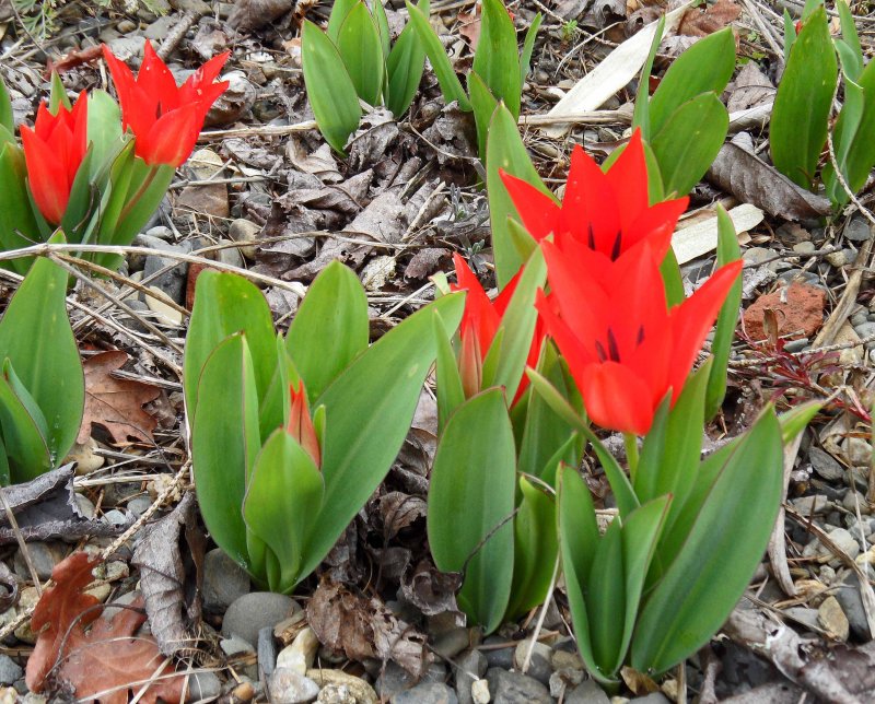 Тюльпан linifolia
