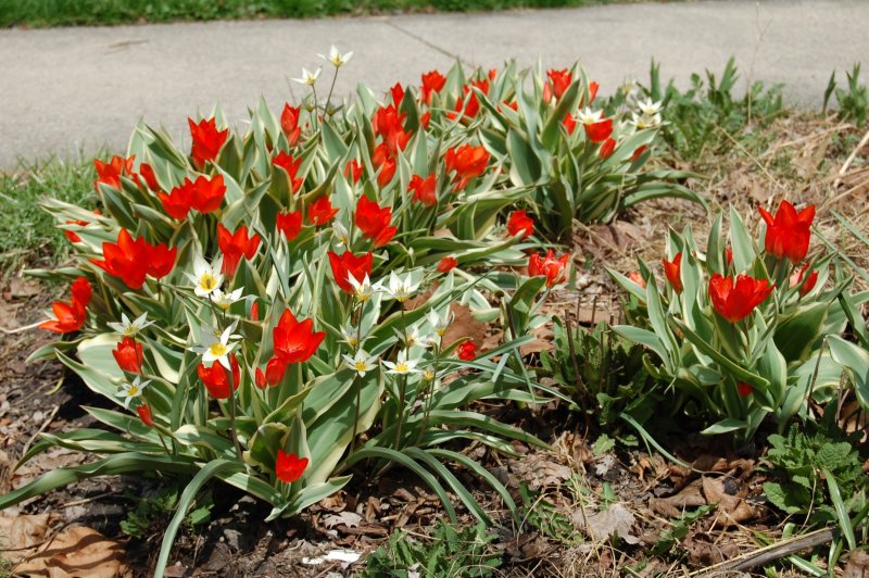Тюльпан linifolia