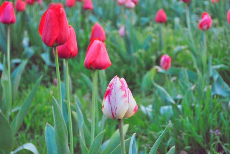 Tulipa Wild цветок