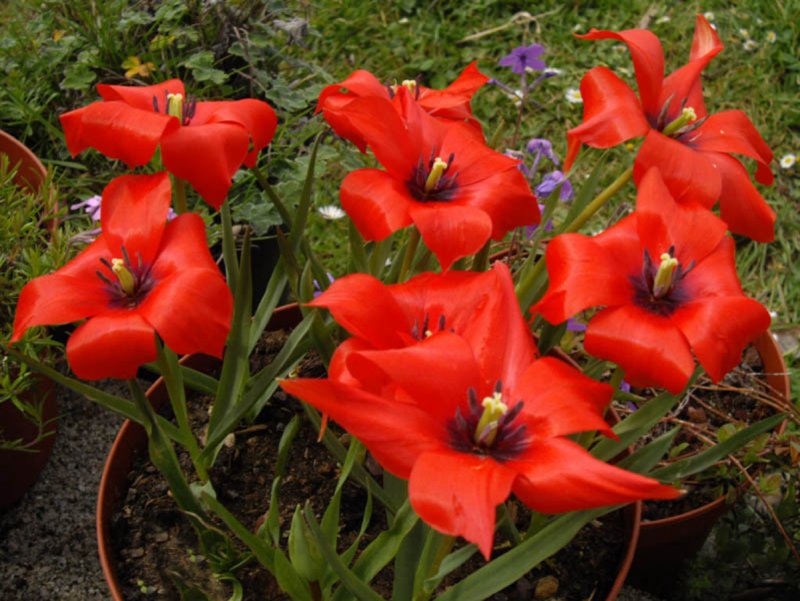 Тюльпан linifolia