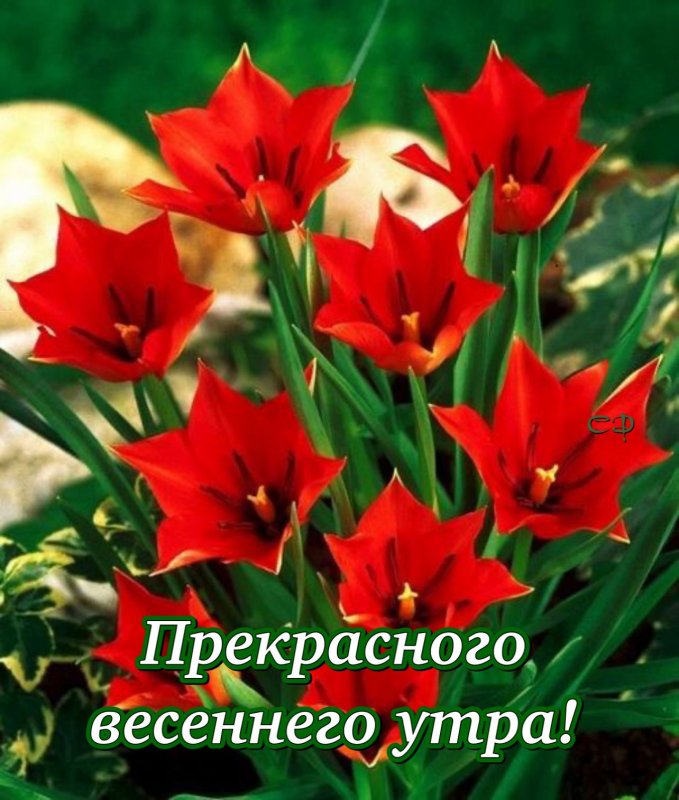 Тюльпан Линифолиа