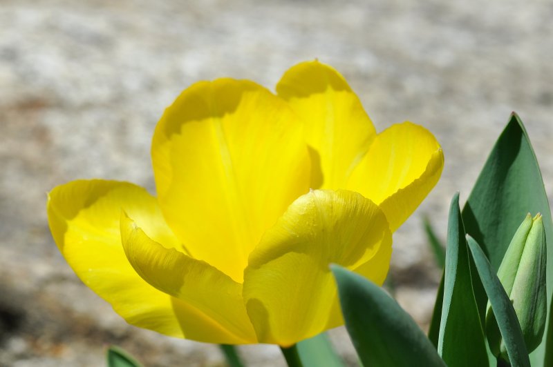 Тюльпан Yellow Blossom'
