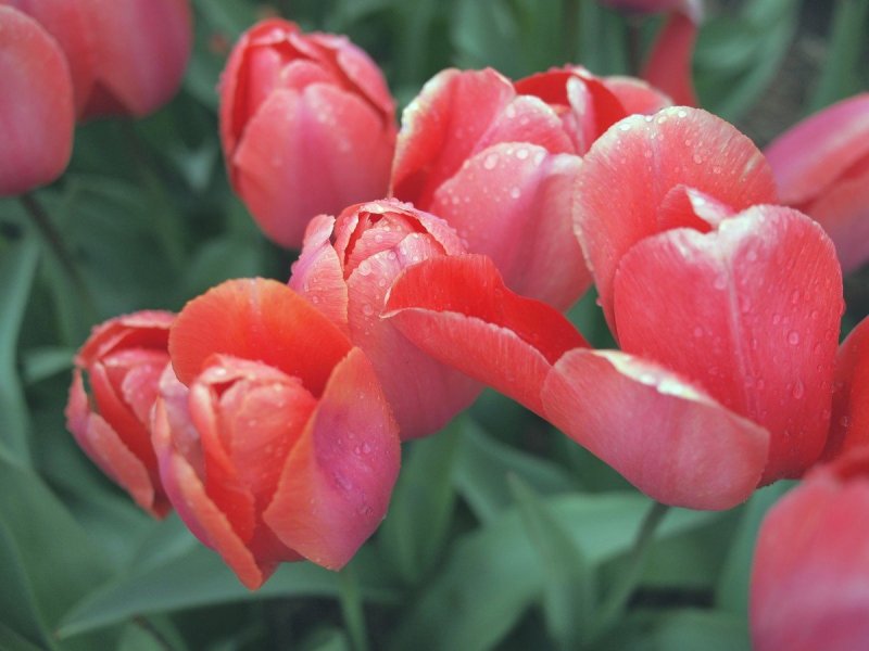 Tulipa batalinii reg. Salmon Gem