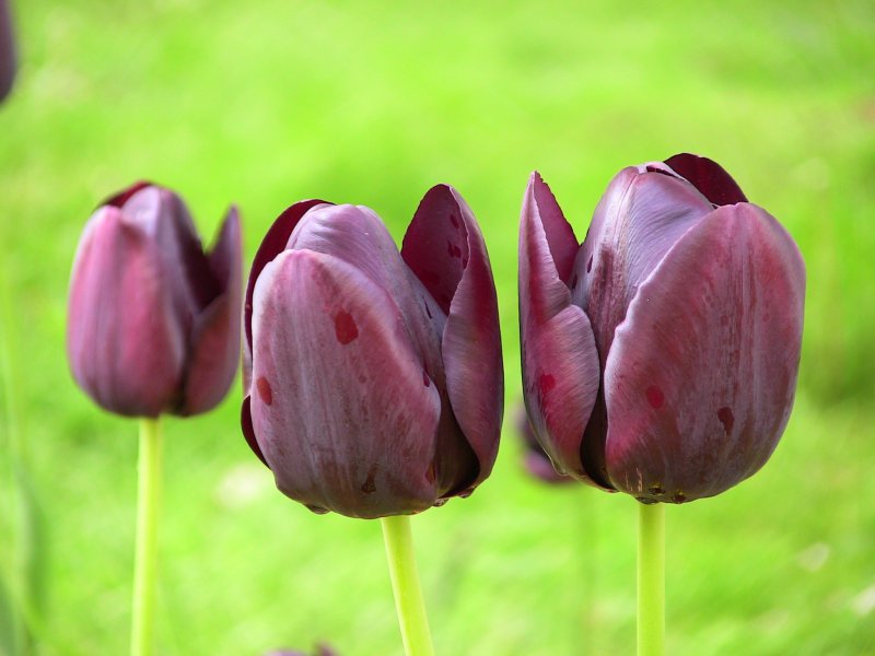 Floralia