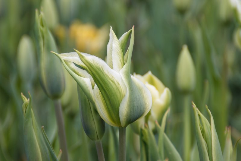 Тюльпан White Spring Green