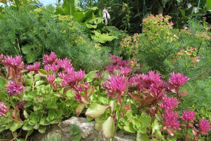 Очиток ложный Roseum (Sedum spurium Roseum)