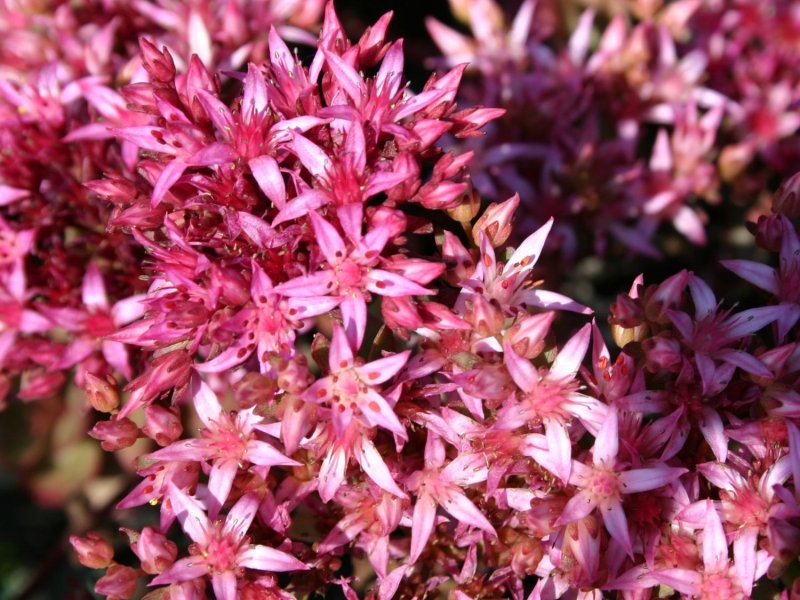Седум Sedum spurium "Fuldaglut"