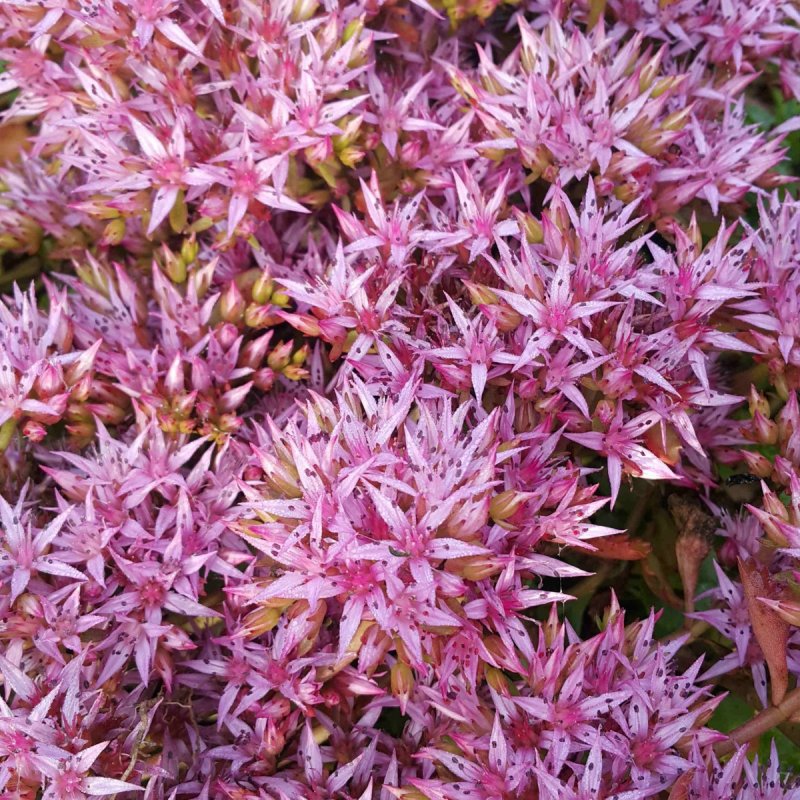 Очиток ложный (Sedum spurium `Roseum`)