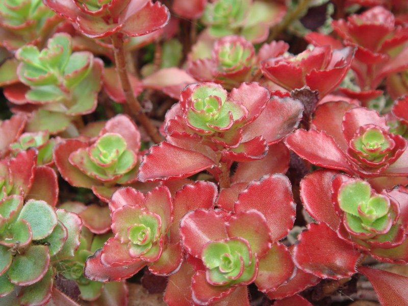 Sedum spurium Fuldaglut