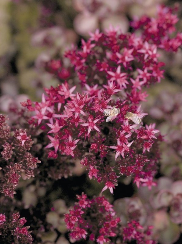 Sedum spurium 'Voodoo'