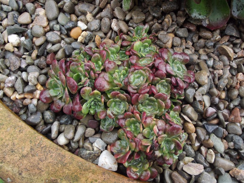 Суккулент Sedum purpureum