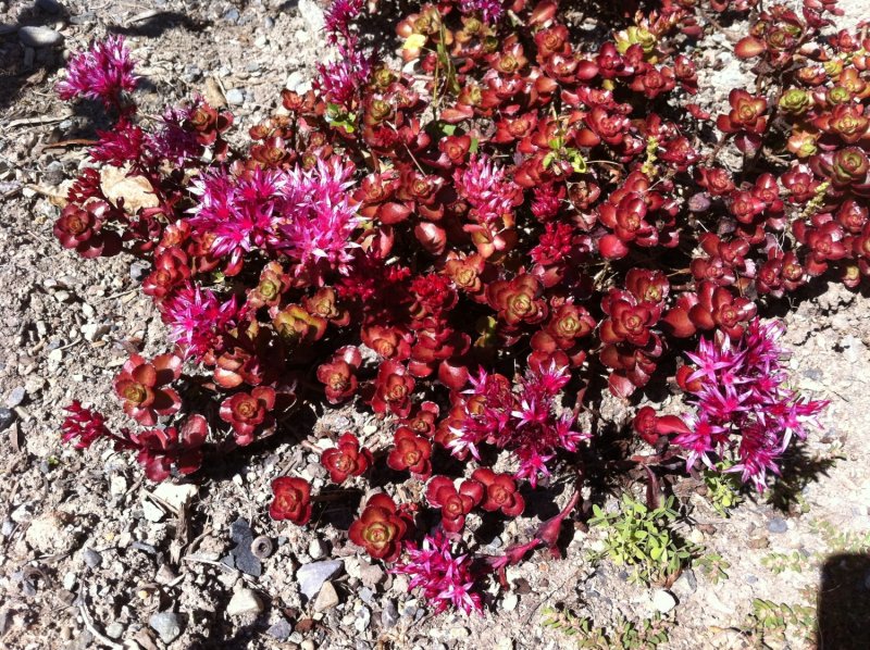 Очиток ложный (Sedum spurium `Voodoo`)