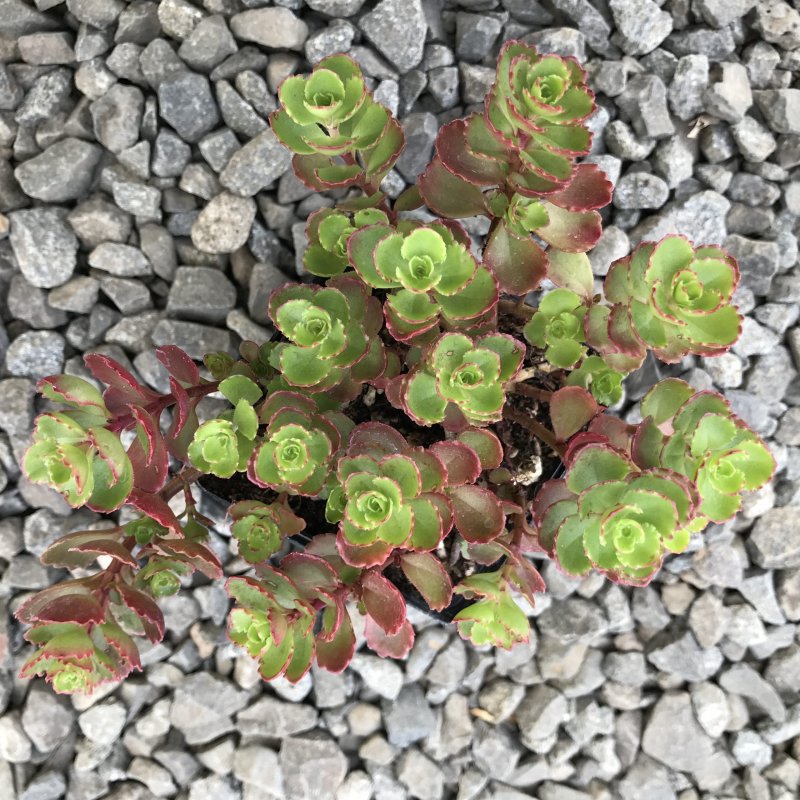 Седум Sedum spurium splendens