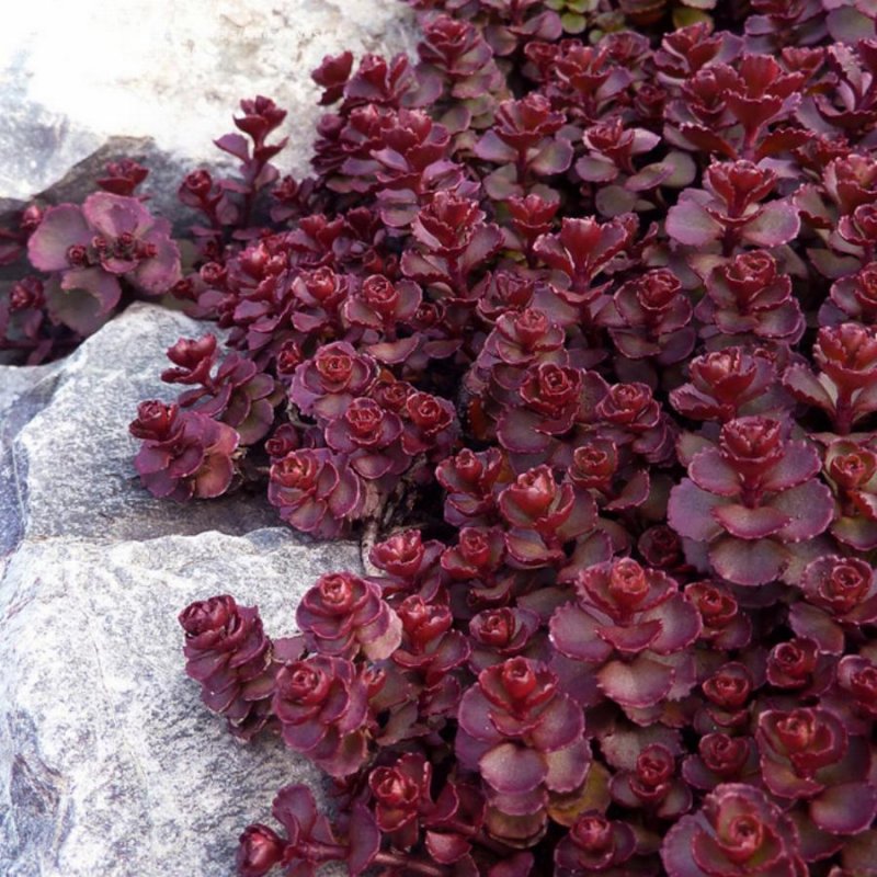 Седум Sedum Mahogany Red