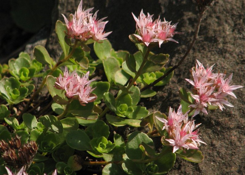 Очиток ложный (Sedum spurium)