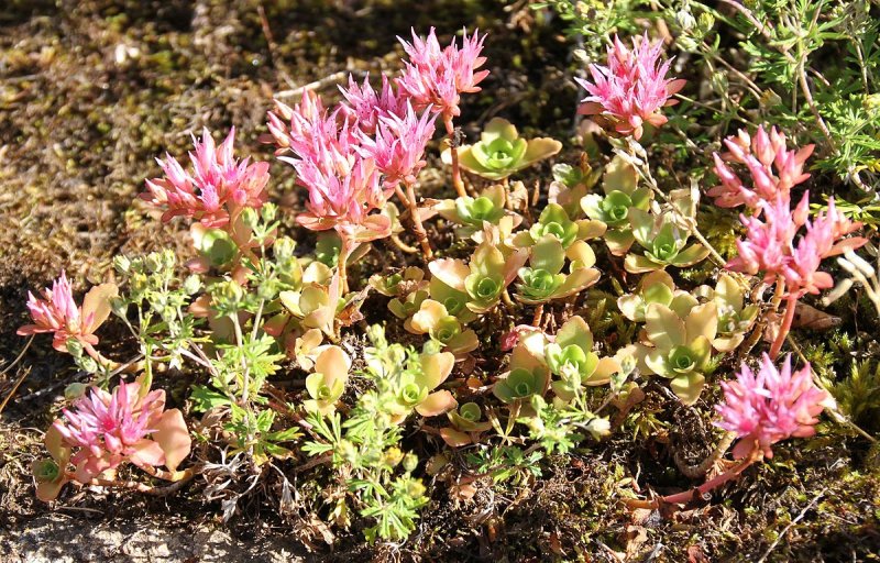 Очиток ложный Розеум (Sedum spurium 'Roseum')