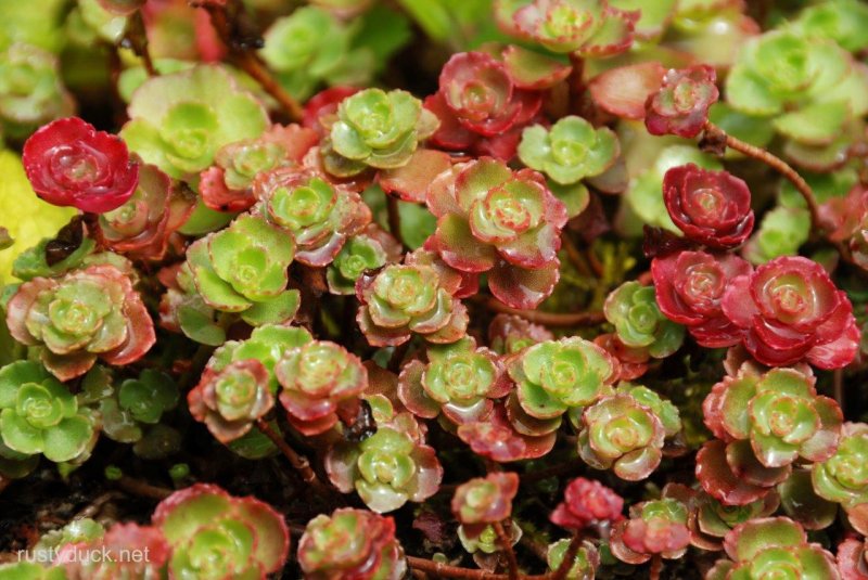 Седум spurium purpureum