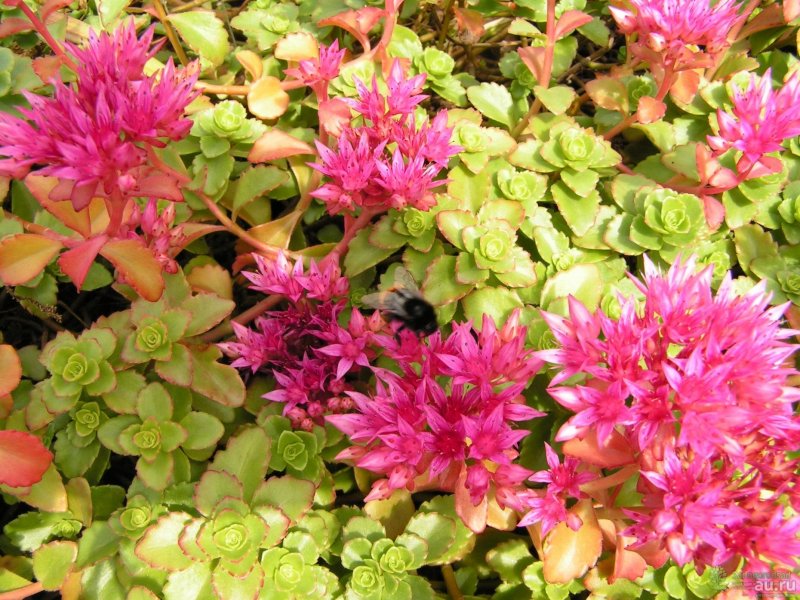 Очиток ложный (Sedum spurium `Roseum`)