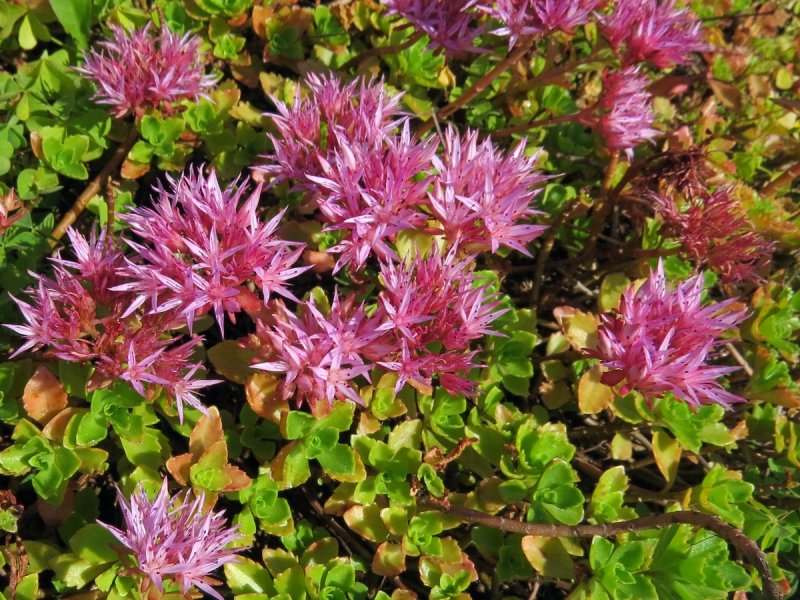 Sedum spurium 'Purpurteppich'
