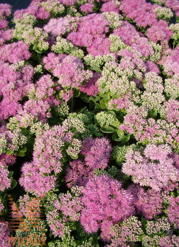 Очиток Видный (Sedum spectabile)