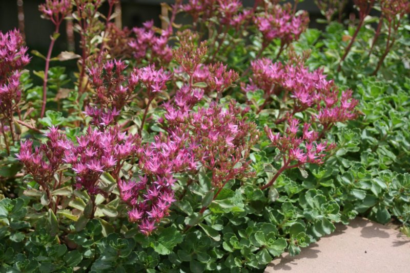 Очиток ложный (Sedum spurium)