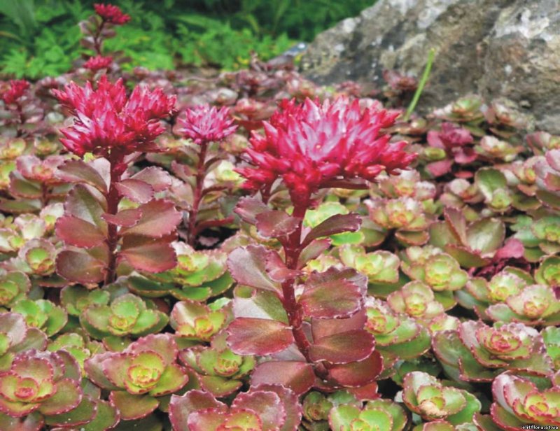 Седум spurium