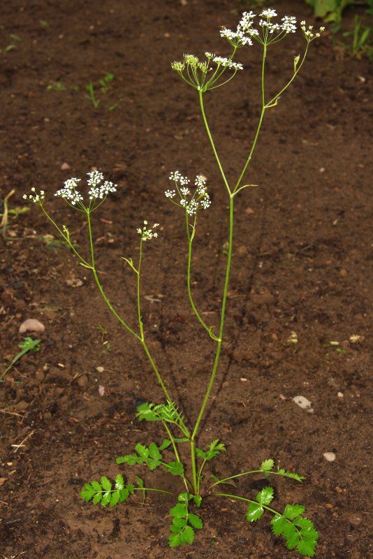 Бедренец Pimpinella Major rosea
