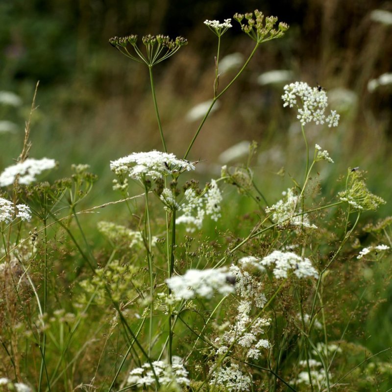 Бедренец-камнеломка (Pimpinella Saxifraga)