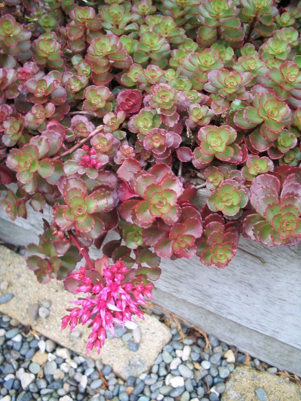 Седум spurium