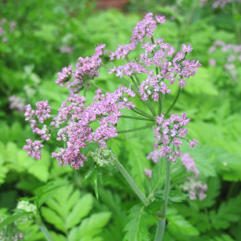 Бедренец rosea (Розеа)