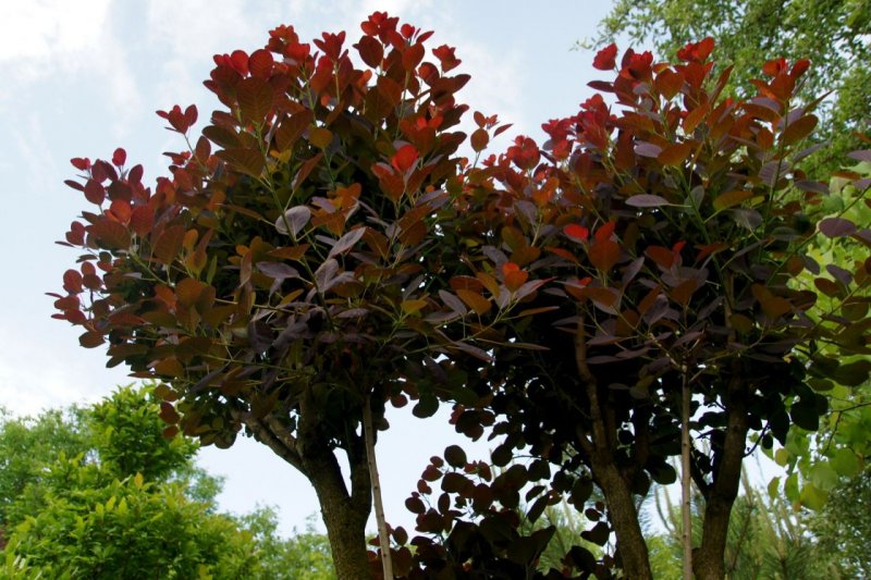Скумпия Кожевенная (Cotinus coggygria `Royal Purple`)