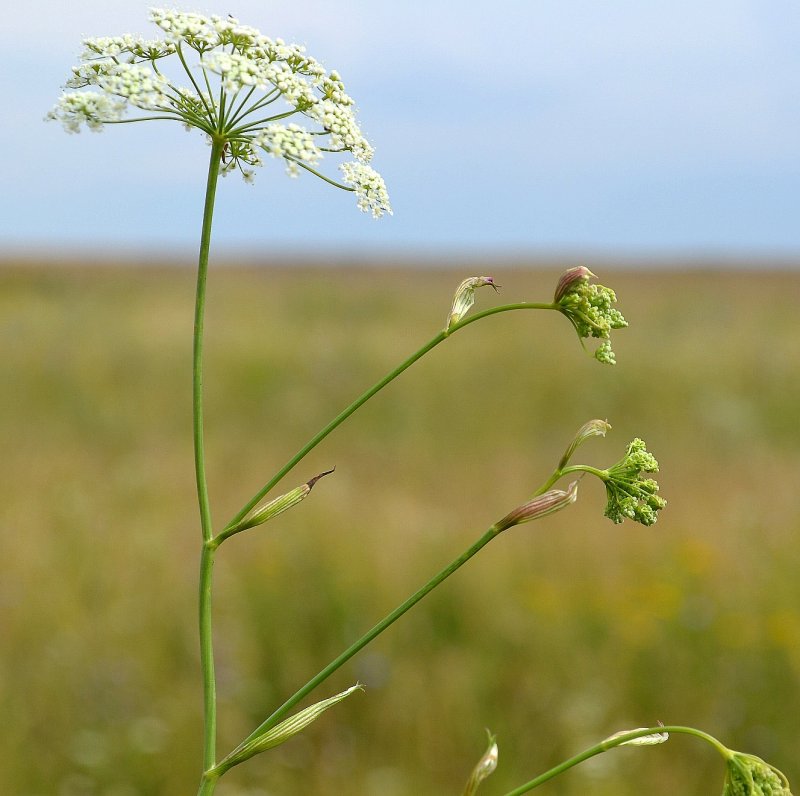 Бедренец Pimpinella Major rosea