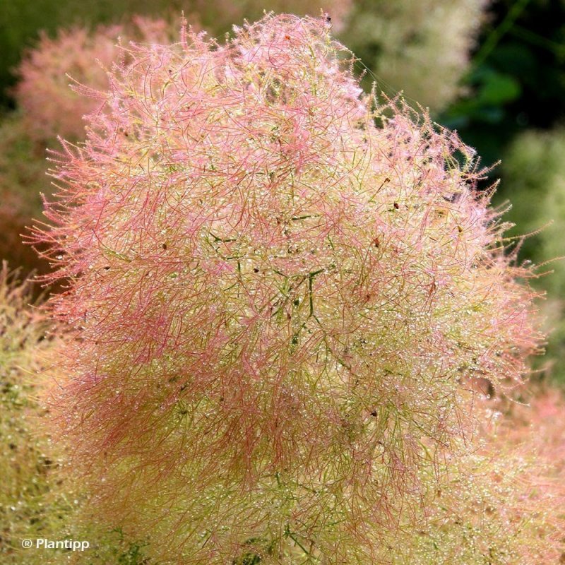 Скумпия Кожевенная (Cotinus coggygria `Royal Purple`)
