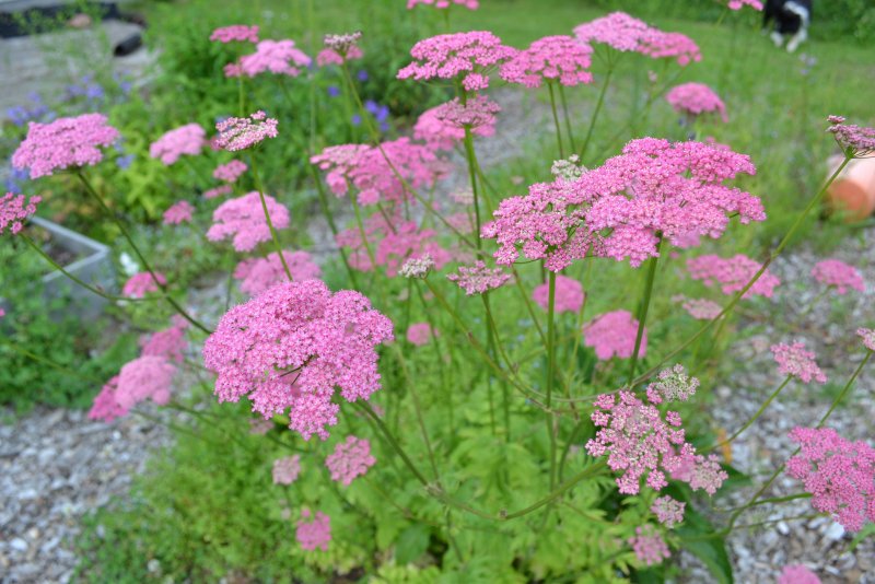 Бедренец rosea