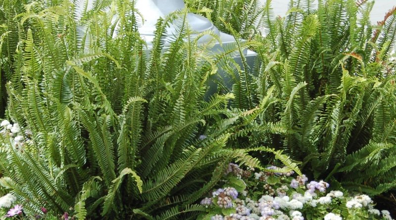 Southern Sword Fern перевод