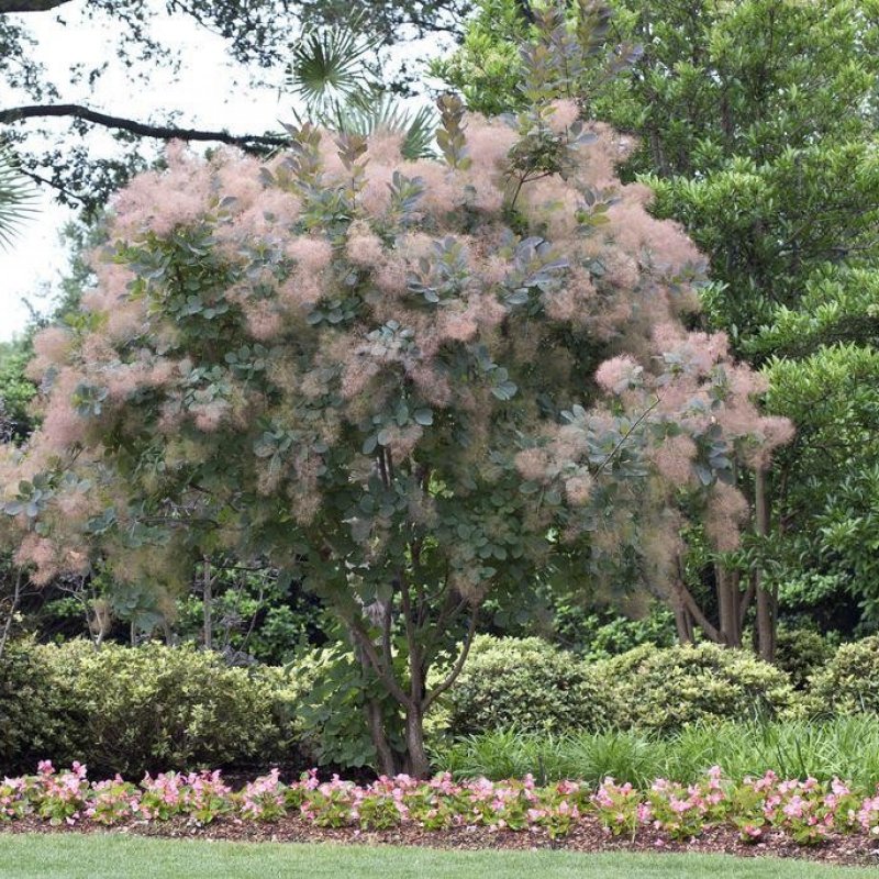 Скумпия Грейс кустарник