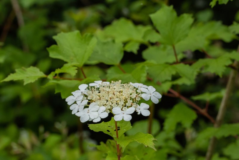 Бедренец камнеломковый — Pimpinella Saxifraga l.