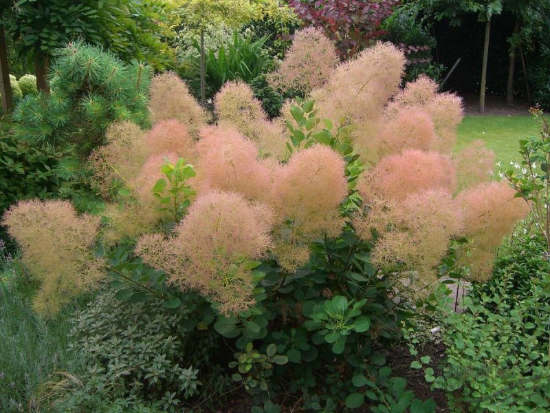 Скумпия Кожевенная (Cotinus coggygria `Royal Purple`)