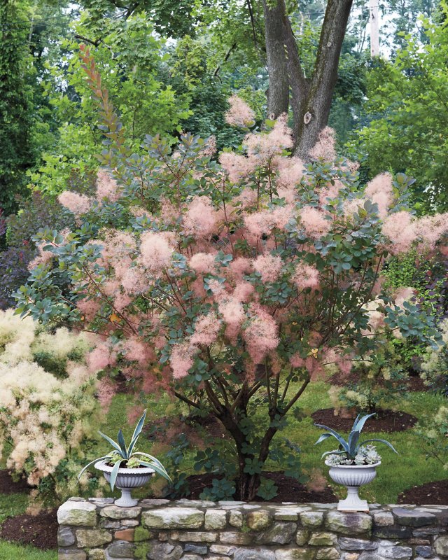Cotinus coggygria 'Golden Spirit' 5/i